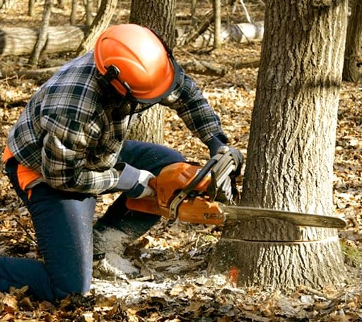 Tree Removal in Turkey, TX